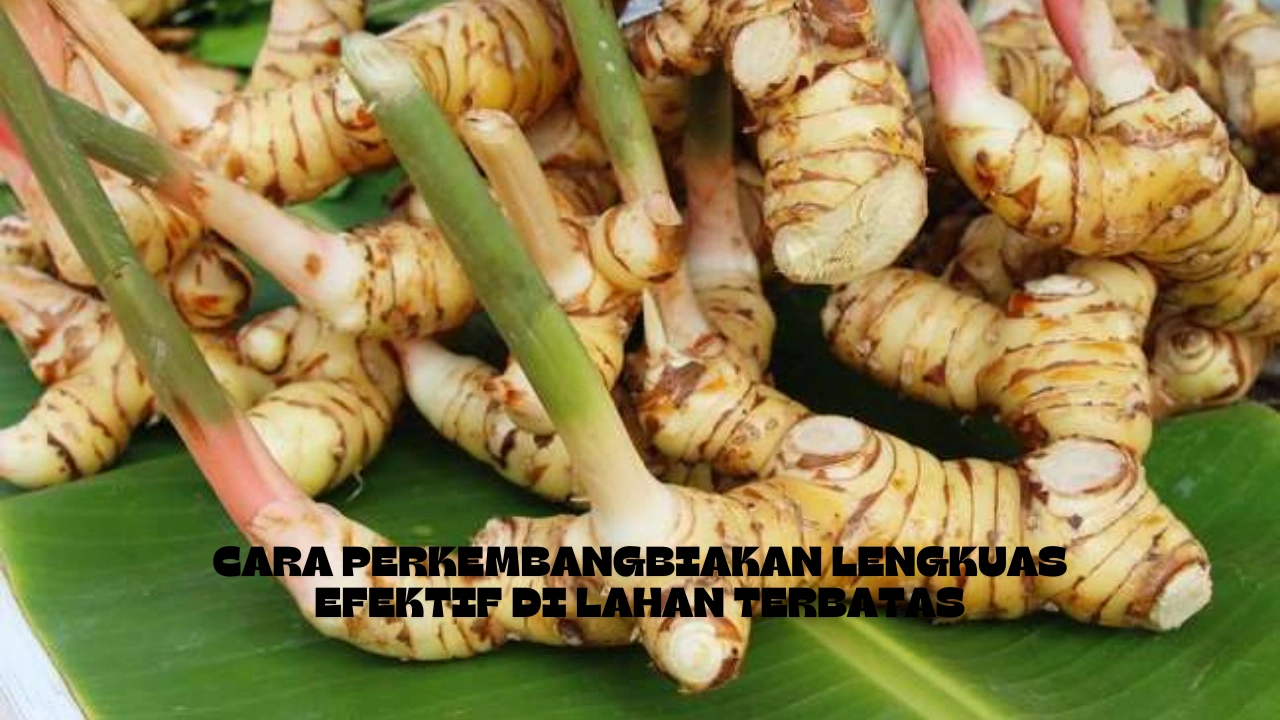 Cara-Perkembangbiakan-Lengkuas