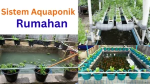 Sistem Aquaponik Rumahan - akademiakpi.ac.id