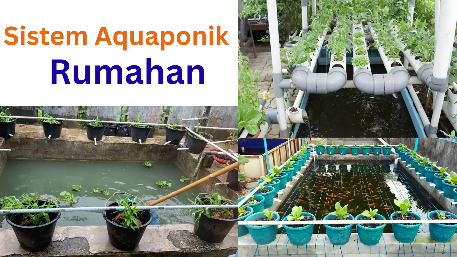 Sistem Aquaponik Rumahan - akademiakpi.ac.id